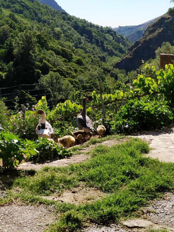 구에하르 시에라 Cortijo La Solana 게스트하우스 외부 사진