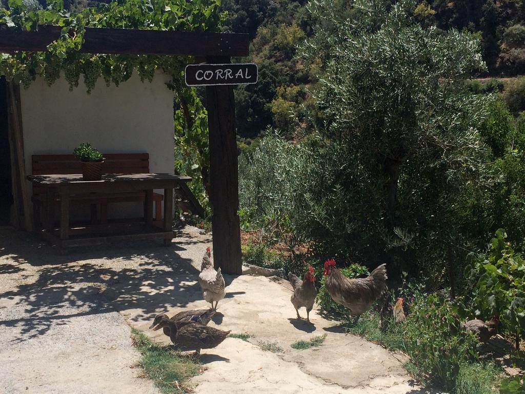 구에하르 시에라 Cortijo La Solana 게스트하우스 외부 사진